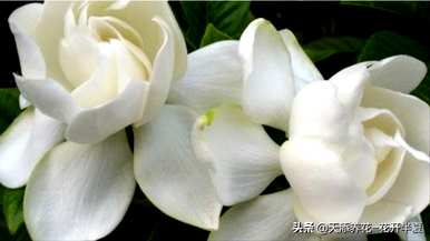 栀子花的花语是什么，栀子花和茉莉花的花语是什么