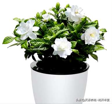 栀子花的花语是什么，栀子花和茉莉花的花语是什么