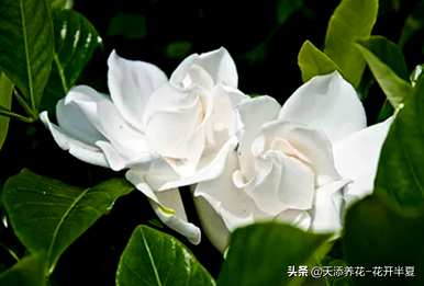 栀子花的花语是什么，栀子花和茉莉花的花语是什么