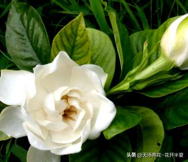栀子花的花语是什么，栀子花和茉莉花的花语是什么