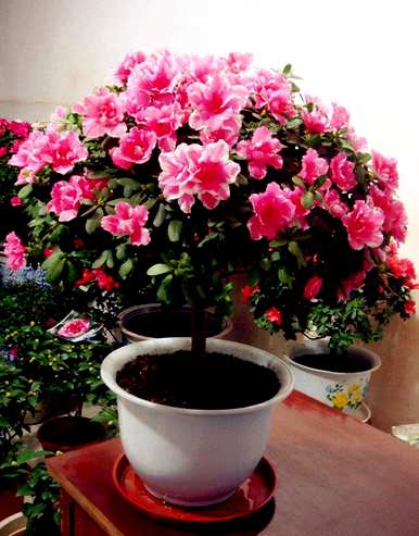 杜鹃花怎么养，杜鹃花怎么养才能长得旺盛