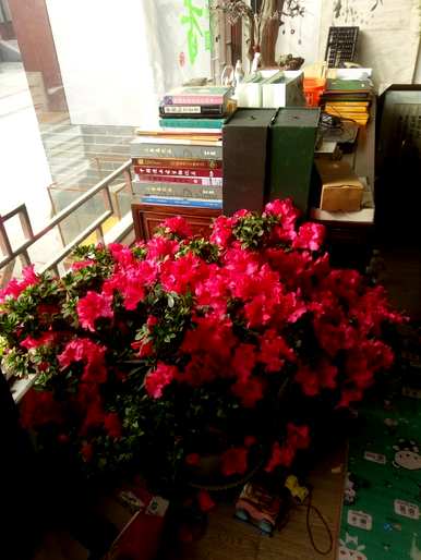 杜鹃花怎么养，杜鹃花怎么养才能长得旺盛