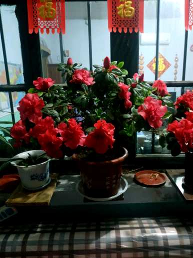 杜鹃花怎么养，杜鹃花怎么养才能长得旺盛