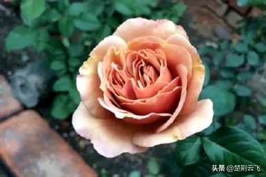 最贵的玫瑰品种是什么，最贵的玫瑰种子种植方法是什么？