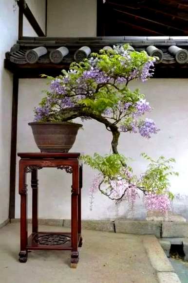 如何种植和修剪紫藤花，如何种植紫藤花