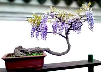 如何种植和修剪紫藤花，如何种植紫藤花