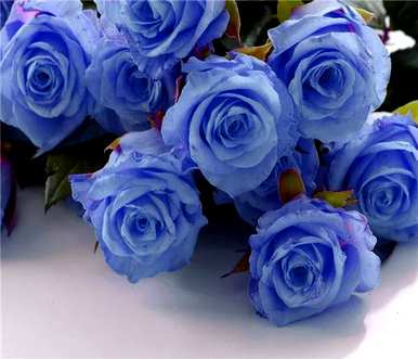 8朵蓝玫瑰的花语，蓝玫瑰的花语是什么？