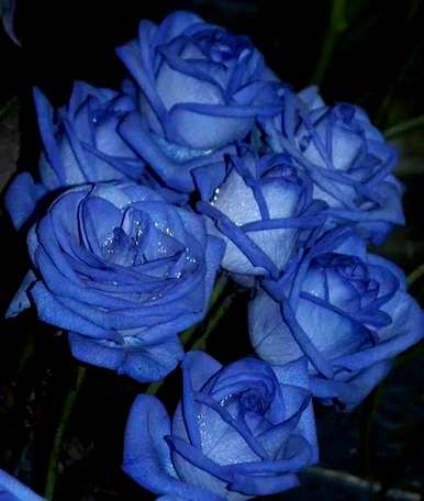 8朵蓝玫瑰的花语，蓝玫瑰的花语是什么？