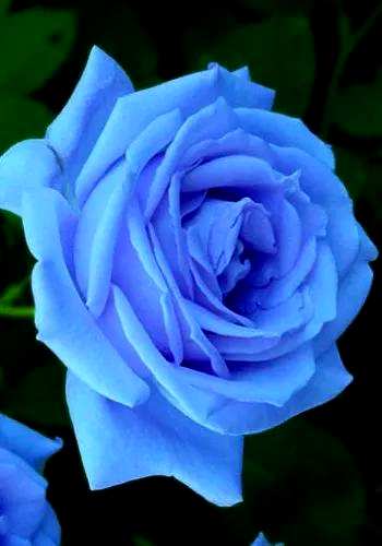8朵蓝玫瑰的花语，蓝玫瑰的花语是什么？