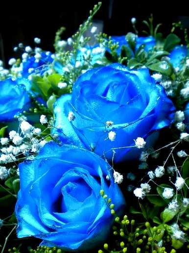 8朵蓝玫瑰的花语，蓝玫瑰的花语是什么？