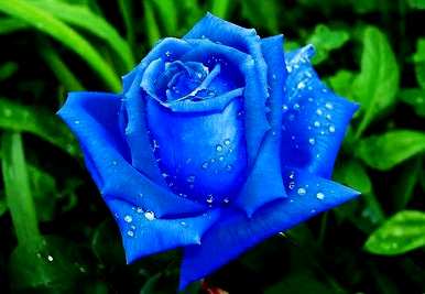 8朵蓝玫瑰的花语，蓝玫瑰的花语是什么？