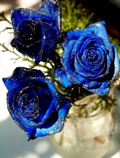 8朵蓝玫瑰的花语，蓝玫瑰的花语是什么？