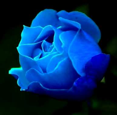 8朵蓝玫瑰的花语，蓝玫瑰的花语是什么？