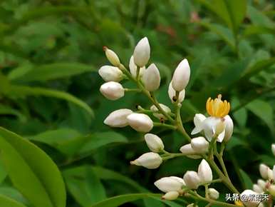 如何在冬天维护火焰南天竹？火焰南天竹有什么意义？