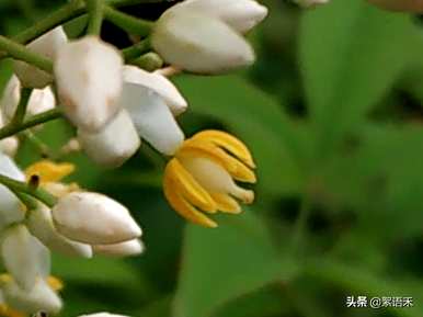 如何在冬天维护火焰南天竹？火焰南天竹有什么意义？