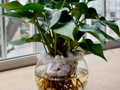 红掌的养殖方法有哪些，红掌花的养殖方法有哪些？