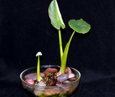 中国滴水观音有毒吗？绿色植物滴水观音有毒吗？