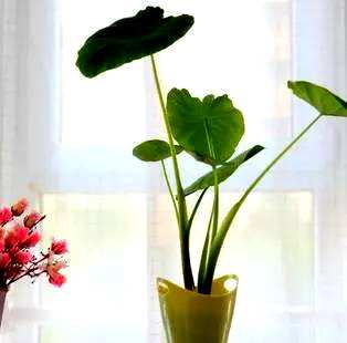 中国滴水观音有毒吗？绿色植物滴水观音有毒吗？