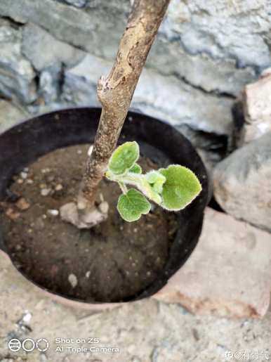 如何种植猕猴桃树，如何种植猕猴桃树