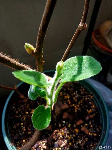 如何种植猕猴桃树，如何种植猕猴桃树