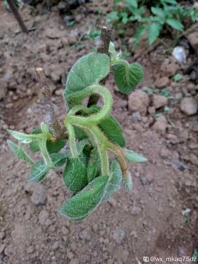 如何种植猕猴桃树，如何种植猕猴桃树