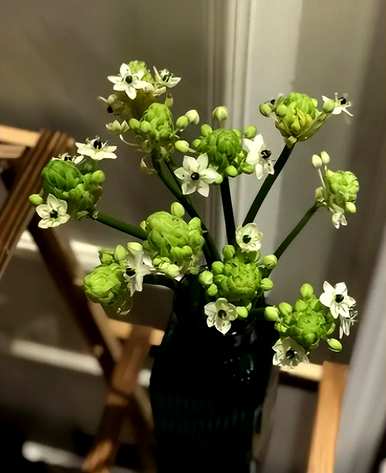 伯利恒星种植的视频，伯利恒星什么时候种植