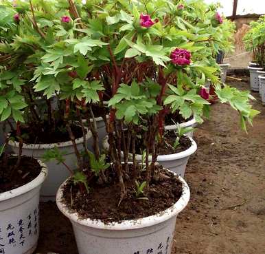 牡丹品种的最佳价格是多少？种植牡丹的价格是多少？