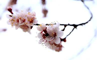 春天有哪些花，春天有哪些花？