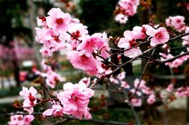 春天有哪些花，春天有哪些花？