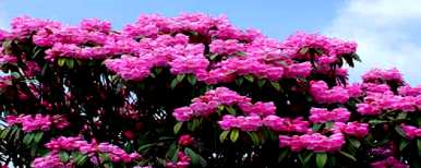 春天有哪些花，春天有哪些花？