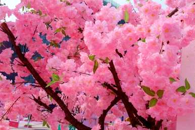 春天有哪些花，春天有哪些花？