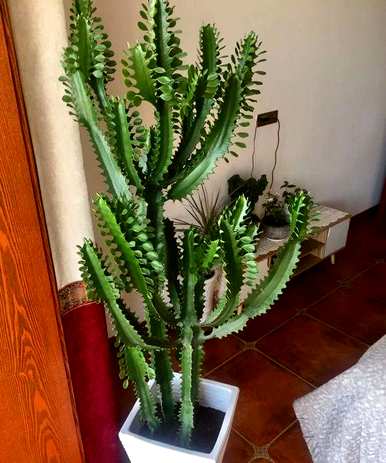 客厅养墨兰花好吗？客厅里最繁荣的绿色植物是什么？
