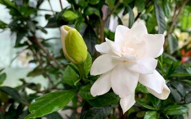 栀子花期如何养护，栀子花期如何养护