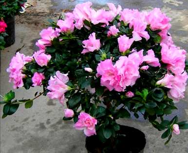 如何养鸡冠杜鹃花，鸡冠杜鹃花有多大？