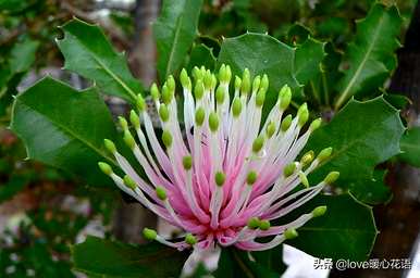 神奇植物的介绍是什么，神奇植物是什么？