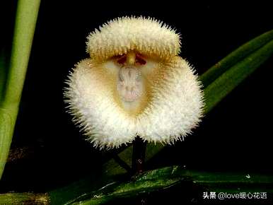 神奇植物的介绍是什么，神奇植物是什么？