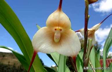 神奇植物的介绍是什么，神奇植物是什么？