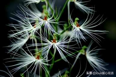 神奇植物的介绍是什么，神奇植物是什么？