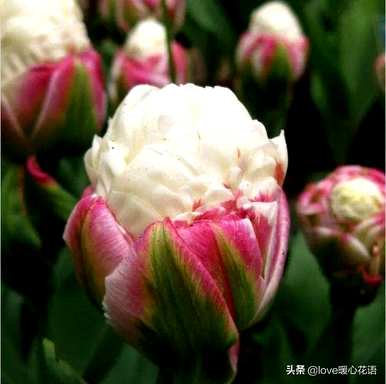 神奇植物的介绍是什么，神奇植物是什么？