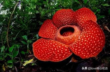 神奇植物的介绍是什么，神奇植物是什么？