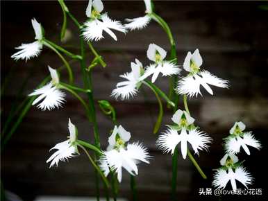 神奇植物的介绍是什么，神奇植物是什么？