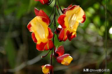 神奇植物的介绍是什么，神奇植物是什么？