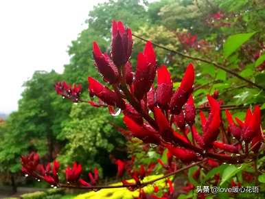 神奇植物的介绍是什么，神奇植物是什么？