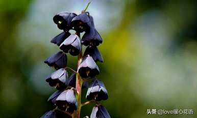神奇植物的介绍是什么，神奇植物是什么？