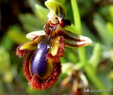 神奇植物的介绍是什么，神奇植物是什么？