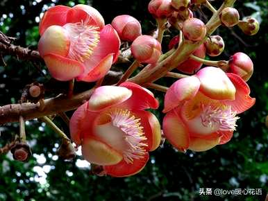 神奇植物的介绍是什么，神奇植物是什么？