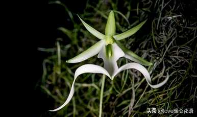 神奇植物的介绍是什么，神奇植物是什么？