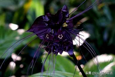 神奇植物的介绍是什么，神奇植物是什么？