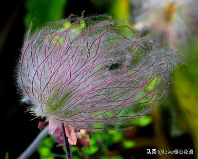 神奇植物的介绍是什么，神奇植物是什么？