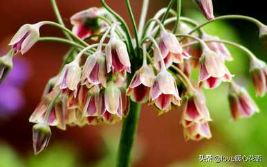 神奇植物的介绍是什么，神奇植物是什么？